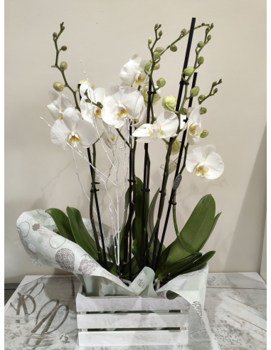 Centro Orquídeas Phalaenopsis
